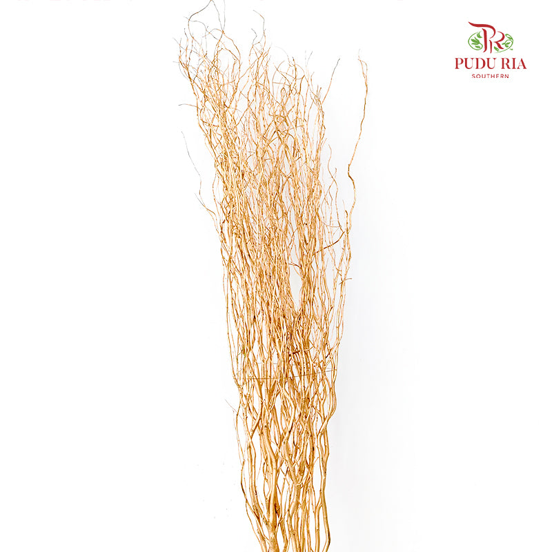 龙柳 Salix Gold - 10 Stems