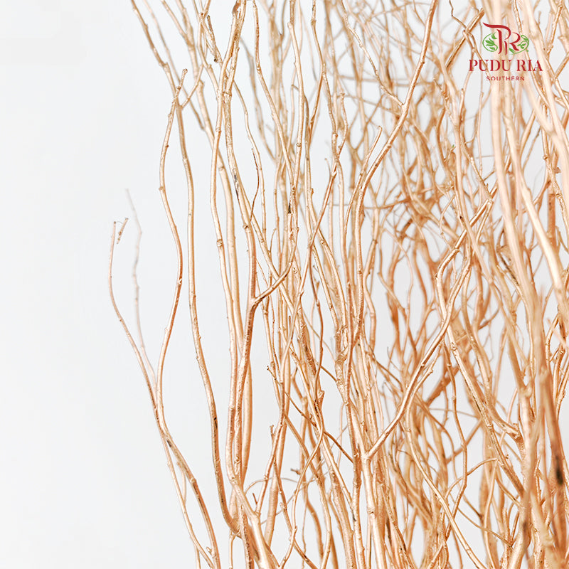 龙柳 Salix Gold - 10 Stems