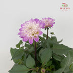 Dahlia Plant 大丽花