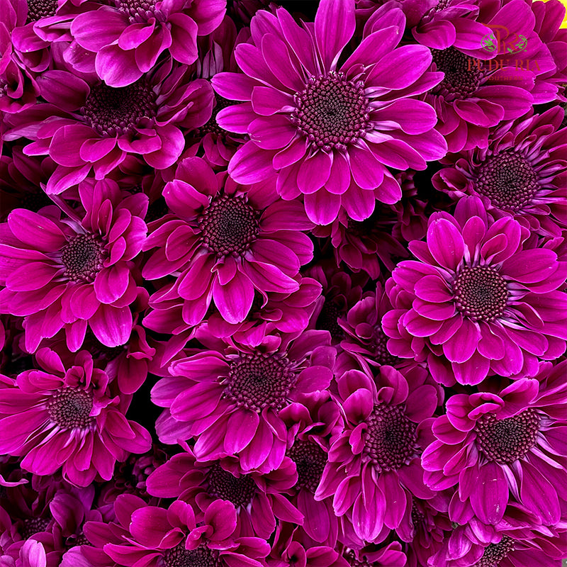 Chrysanthemum Pompom Daisy Dark Purple 1 - (10-12 Stems)