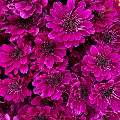 Chrysanthemum Pompom Daisy Dark Purple 1 - (10-12 Stems)