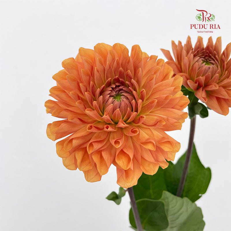 Dahlia Orange - (Per Bundle)