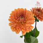Dahlia Orange - (Per Bundle)