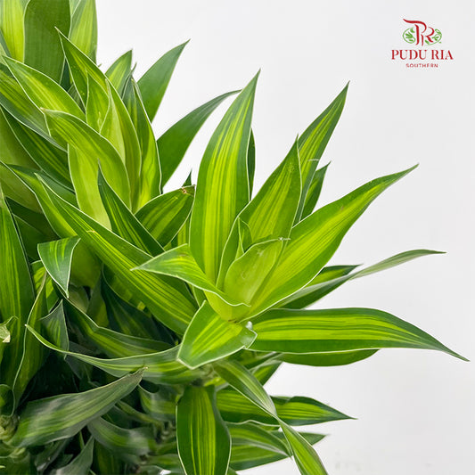 Dracaena Green (Song of Jamaica 百合竹) - (5 Stems)