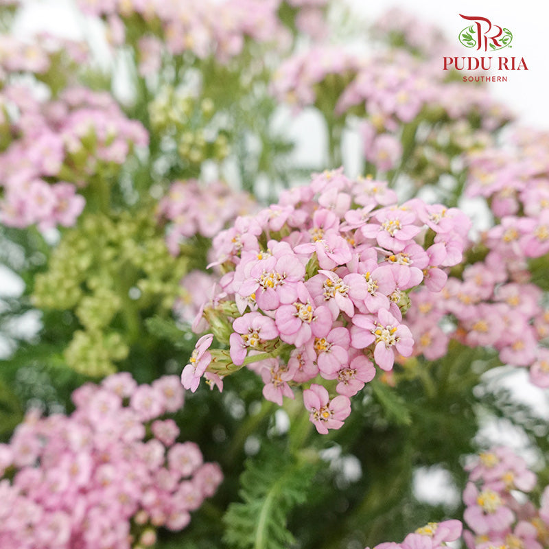 Achillea / Yarrow Pink - Pudu Ria Florist Southern