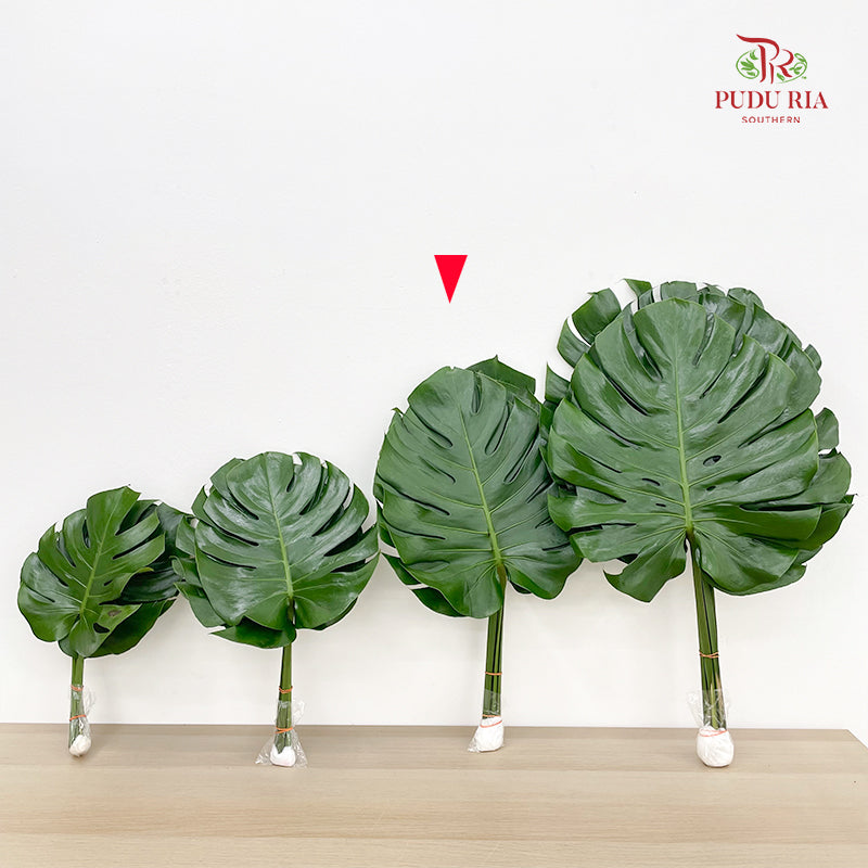 Monstera (L) - (5 Stems)