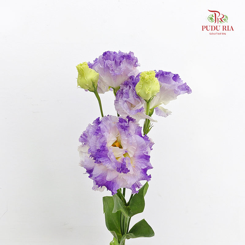 Eustoma Wave Purple - (12-15 Stems)