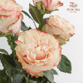 Rose Country Candy - (15 Stems)