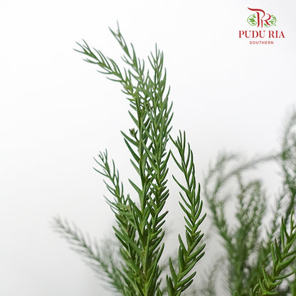 Cryptomeria - Pudu Ria Florist Southern