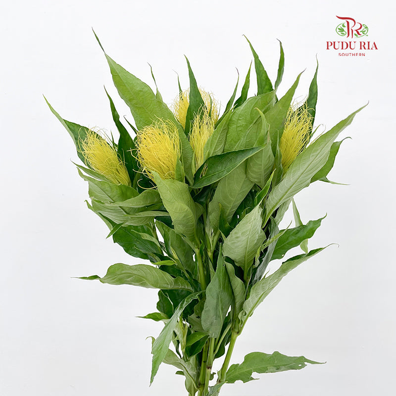 Schaueria (Golden Plume) 金翎花 - (Per Bundle)
