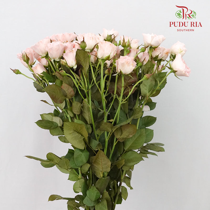 Rose Spray Pink (8-10 Stems) - Pudu Ria Florist Southern