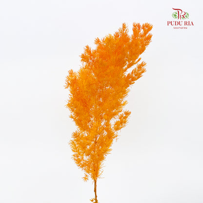 Preservative Asparagus Fern Orange