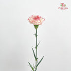 Carnation Seattle 西雅图康乃馨 - (18-20 Stems)
