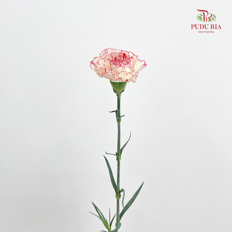 Carnation Seattle 西雅图康乃馨 - (18-20 Stems)