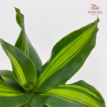 Dracaena Fragrans Set