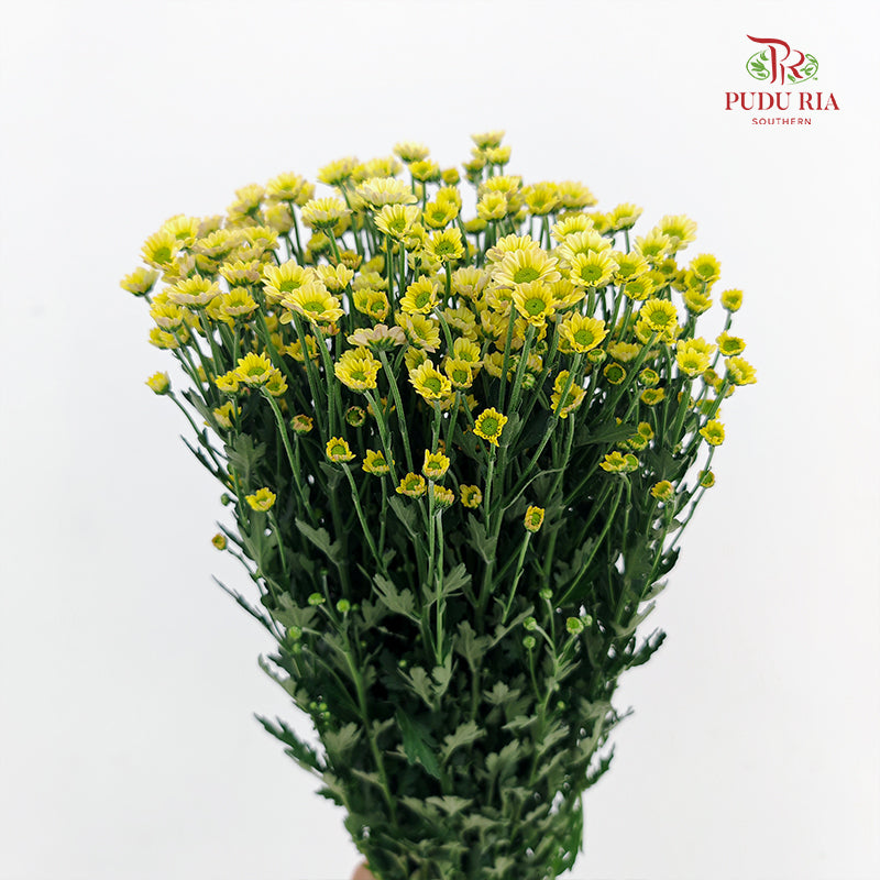 Chrysanthemum Santini / Calimero Mini Daisy Light Yellow