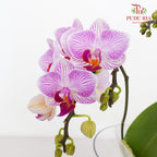 Phalaenopsis Orchid Purple White Mini Double Stem