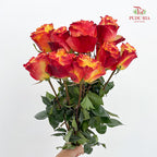 Rose Mondial Dyed Sunset X Pression - (8-10 Stems)
