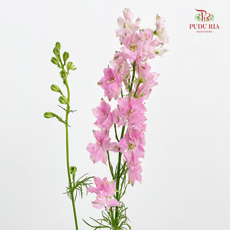 Delphinium Consolida Pink - ( Per Bundle)
