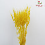 Dry Wheatgrass - Yellow
