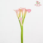 Calla Lily Pink 海芋 - (5 Stems)