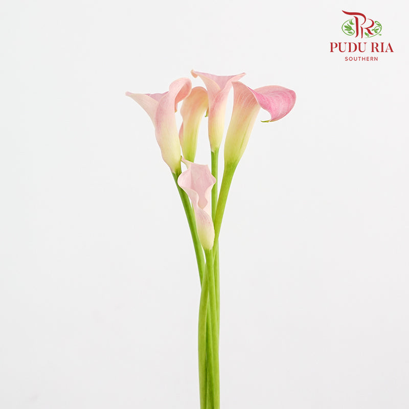 Calla Lily Pink 海芋 - (5 Stems)