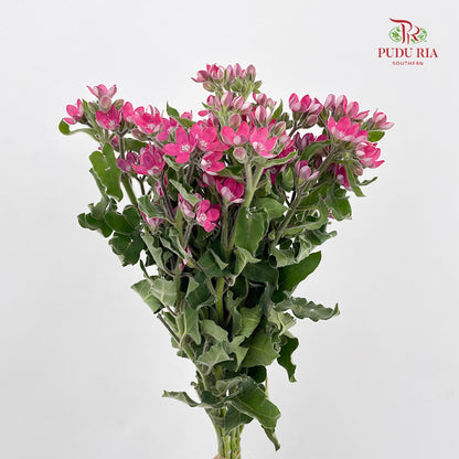 Oxypetalum Pink - (Per Bundle)