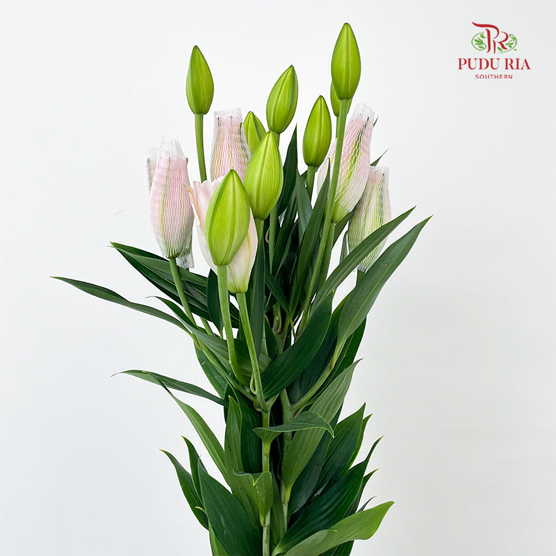 Rose Lily Soft Pink 玫瑰百合 - (5 Stems)