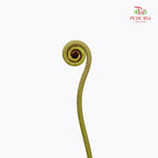 Wild Cat (Fern Spiral) - (Per Stem)