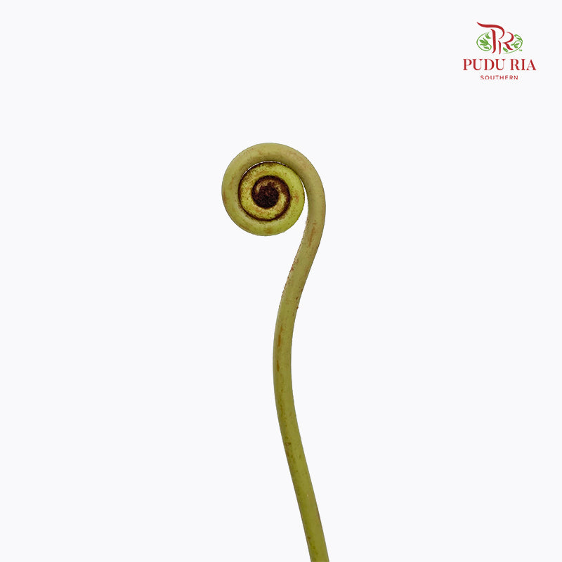 Wild Cat (Fern Spiral) - (Per Stem)