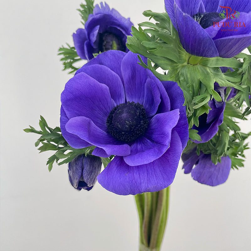 Anemone Hupehensis Purple 银莲花 - (Per Bundle)