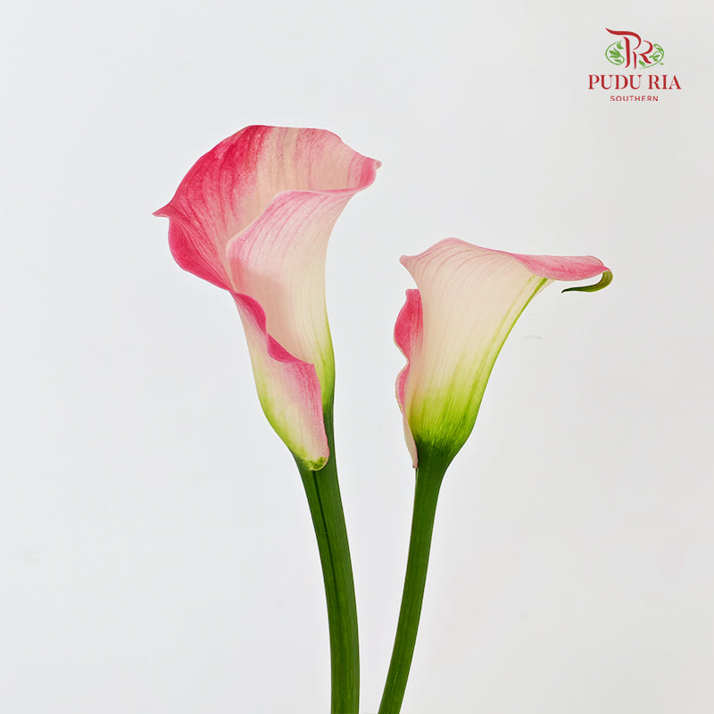 Calla Lily Pink 海芋 - (5 Stems)