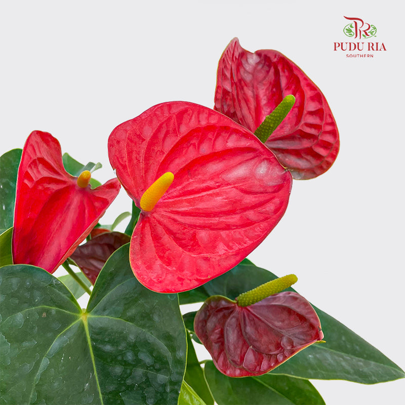 Anthurium Red Fuxing