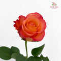 Rose Golden Light - (8-10 Stems)
