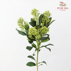 Skimmia Green 茵芋 - (Per Bundle)