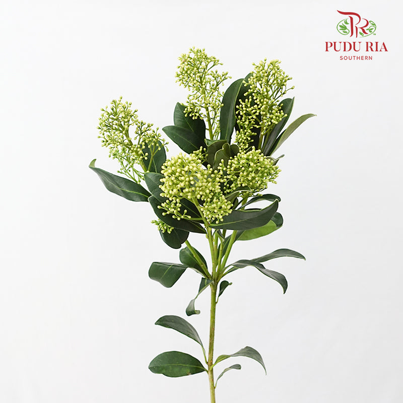 Skimmia Green 茵芋 - (Per Bundle)