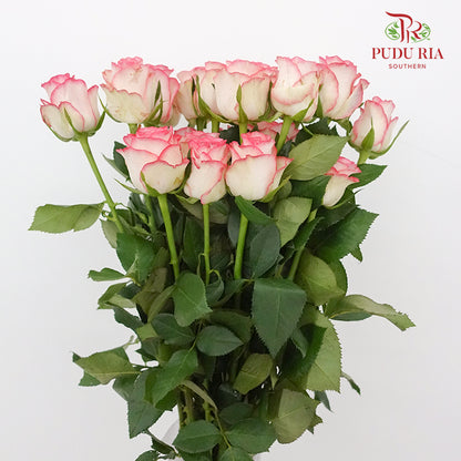 Rose Pink White  (19-20 Stems) - Pudu Ria Florist Southern