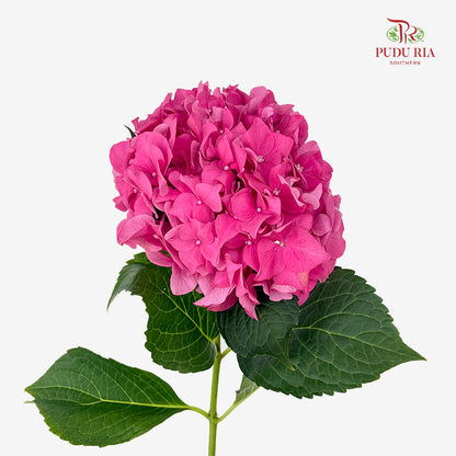 Hydrangea Dark Pink - (Per Stem)