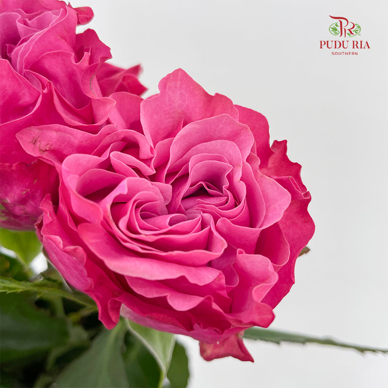 Rose Country Blues - (8-10 Stems)