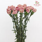 Carnation Sing Chen 星辰康乃馨 - (18-20 Stems)
