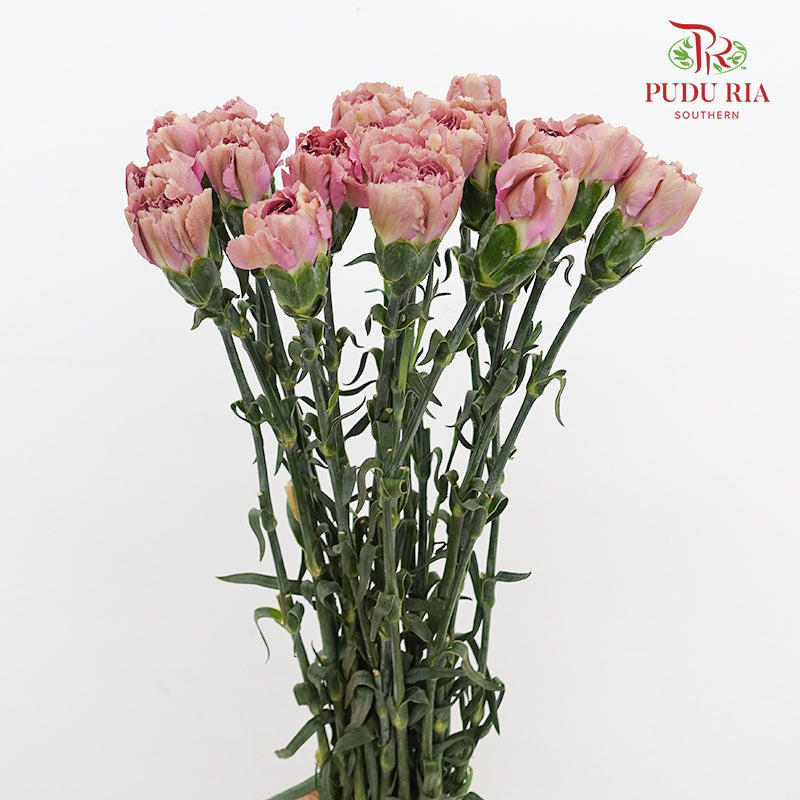 Carnation Sing Chen 星辰康乃馨 - (18-20 Stems)