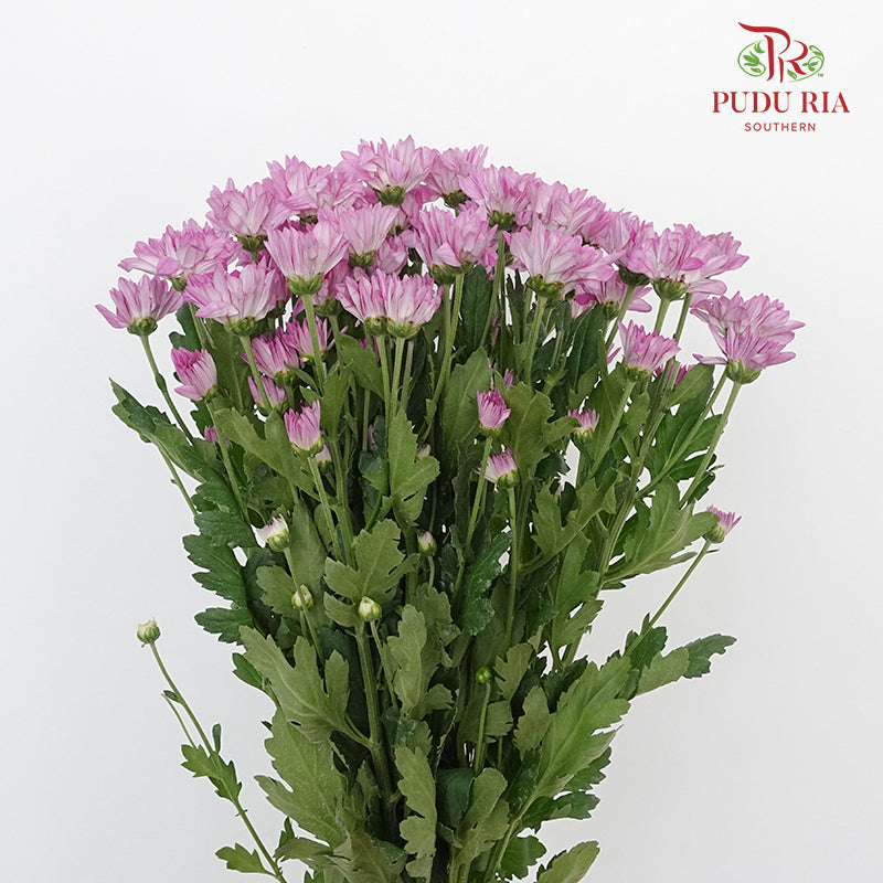 Chrysanthemum Pompom Purple (10-12 Stems) - Pudu Ria Florist Southern