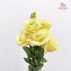 Eustoma Yellow - (12-15 Stems)