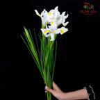 Iris White - (10 Stems)
