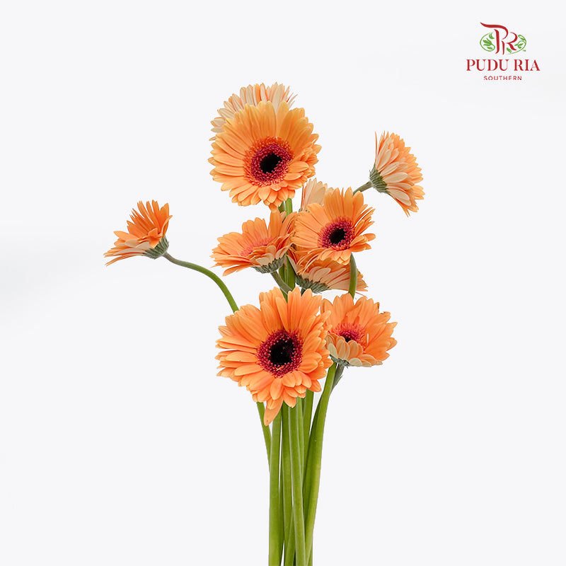 Gerbera Light Orange - (8-10 Stems)
