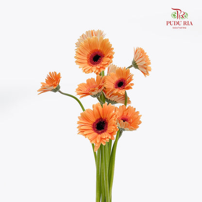 Gerbera Light Orange (8-10 Stems)