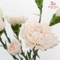 Carnation St Huan Yan (18-20 Stems) - Pudu Ria Florist Southern