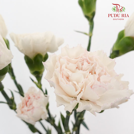 Carnation St Huan Yan (18-20 Stems) - Pudu Ria Florist Southern