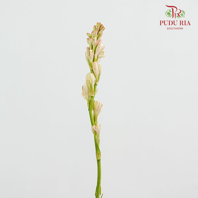 Tuberose 晚香玉 - (5 Stems)