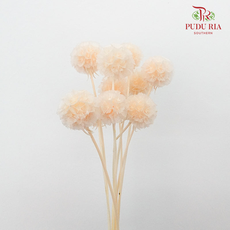 Preservative Scabiosa Champagne - Pudu Ria Florist Southern
